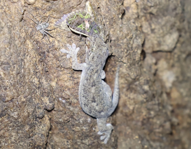 キノカワガを狩ったヤモリ_Ｎｏ．４のクヌギ_クワガタ達のオアシス _2023年5月6日19時30分気温22度